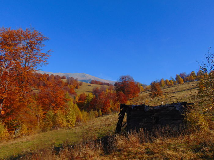 DSC01754 - Toamna 2015