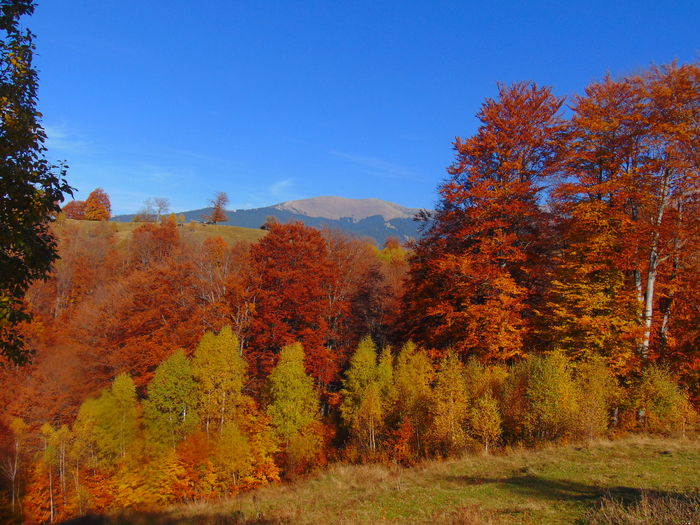 DSC01755 - Toamna 2015