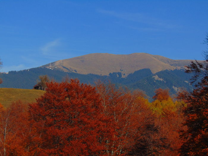 DSC01756 - Toamna 2015