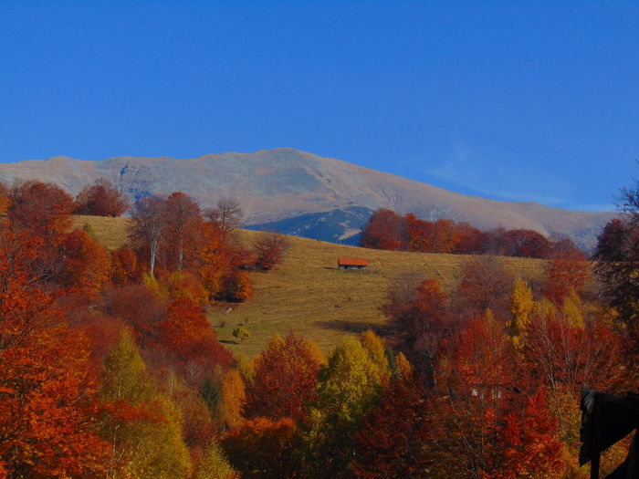 DSC01757 - Toamna 2015