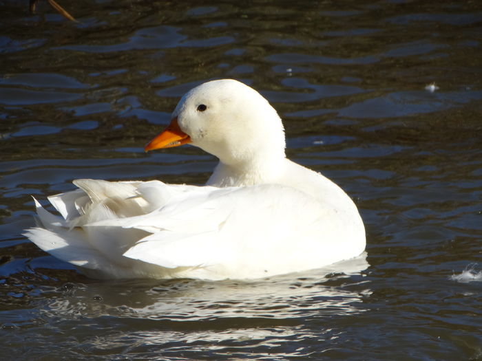 DSC08474 - Rate pitice