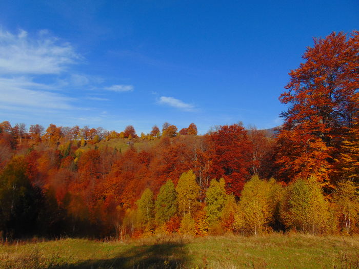 DSC01758 - Toamna 2015