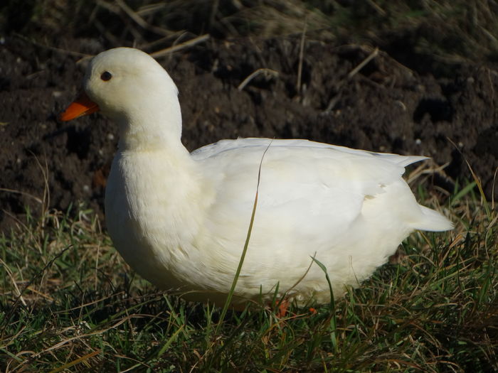 DSC08475 - Rate pitice