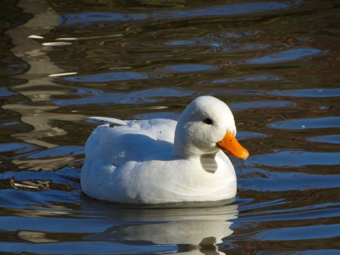 DSC08477 - Rate pitice