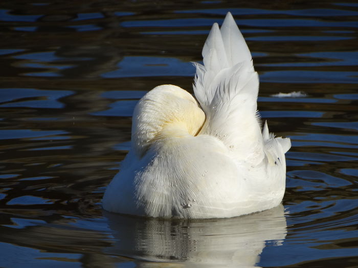 DSC08479 - Rate pitice