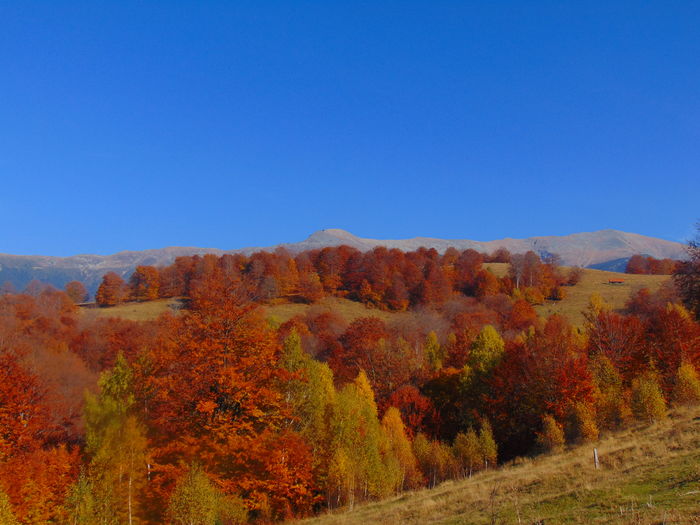 DSC01760 - Toamna 2015