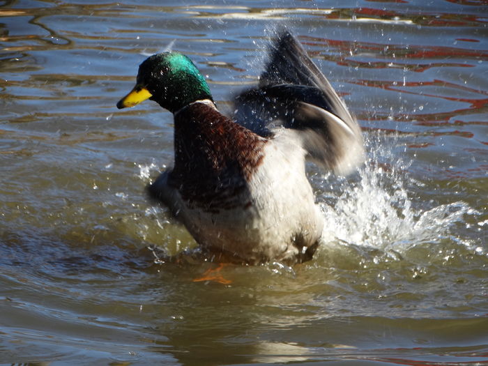 DSC08489 - Rate pitice