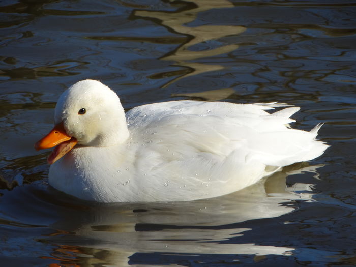 DSC08492 - Rate pitice