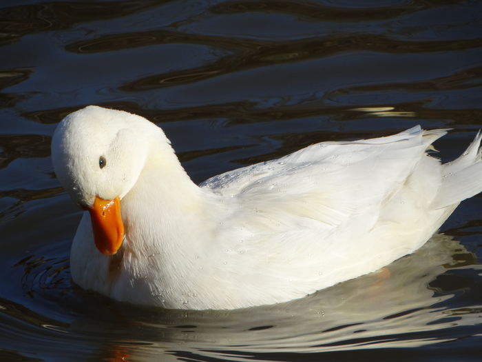 DSC08493 - Rate pitice