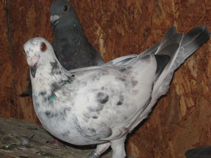 IMG_0005 - porumbei 2015