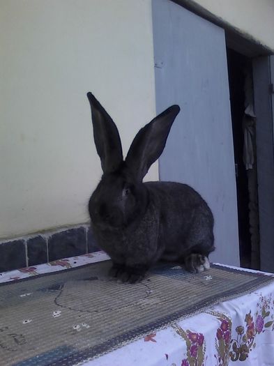 iepuri 30.11.2015 055