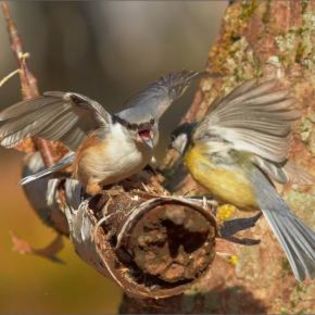 670449_c1f2efd3ecd15bb240214ca990cc58c5_mdsq - BIRDS