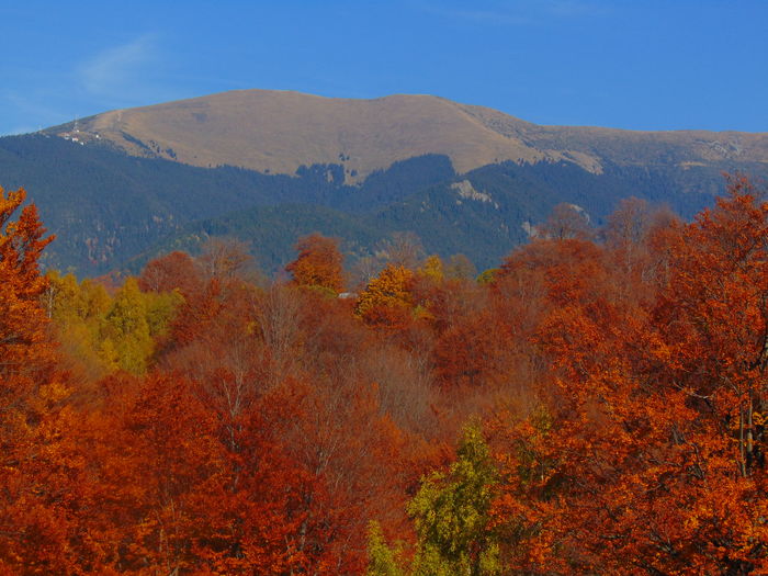 DSC01764 - Toamna 2015