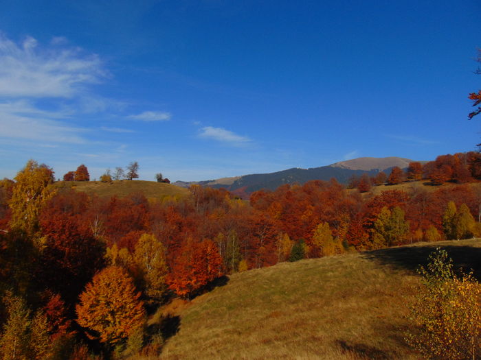 DSC01771 - Toamna 2015