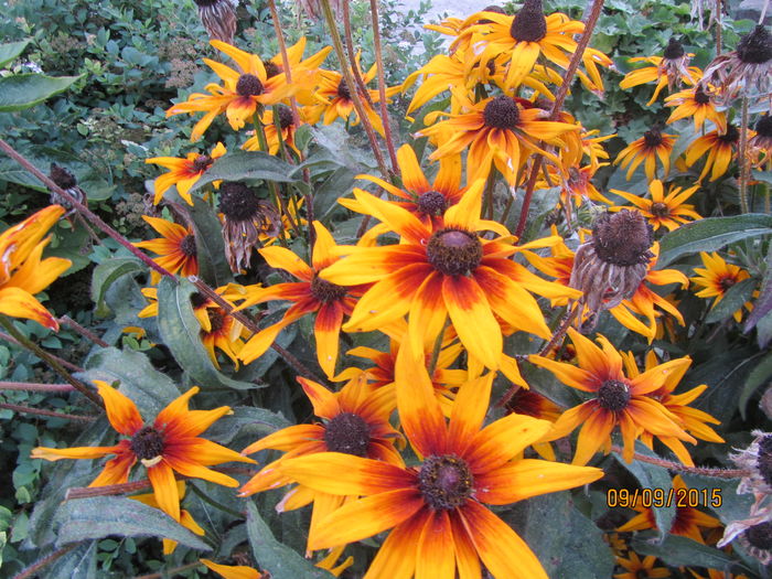 Rudbeckia (3)