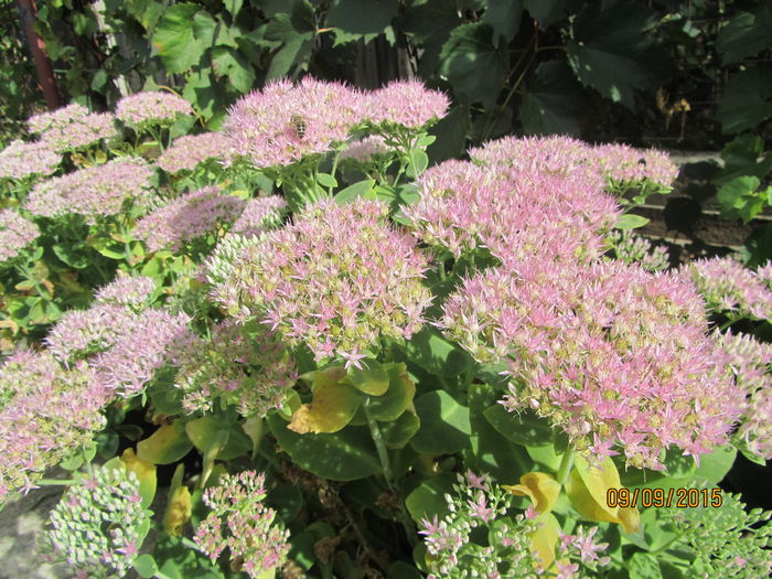 Sedum spectabilis (2)