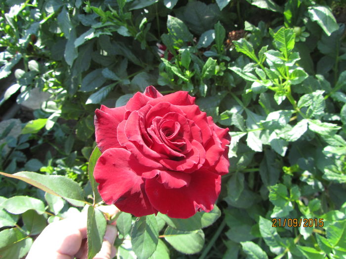 Trandafir (3)