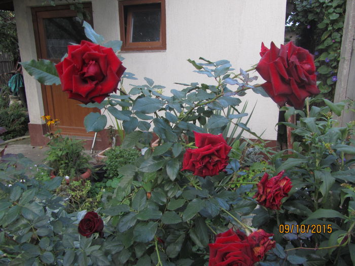 Trandafiri (3)