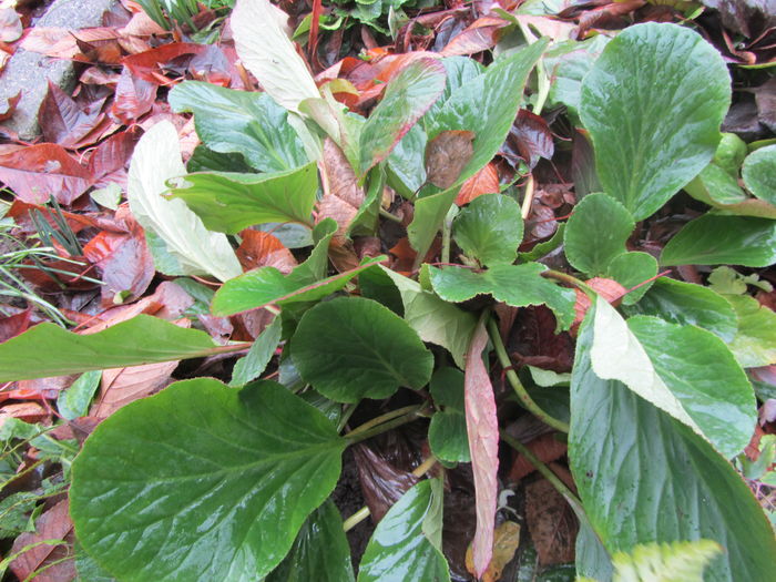 Bergenia toamna