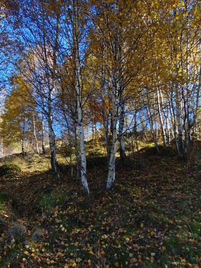 DSC01781 - Toamna 2015