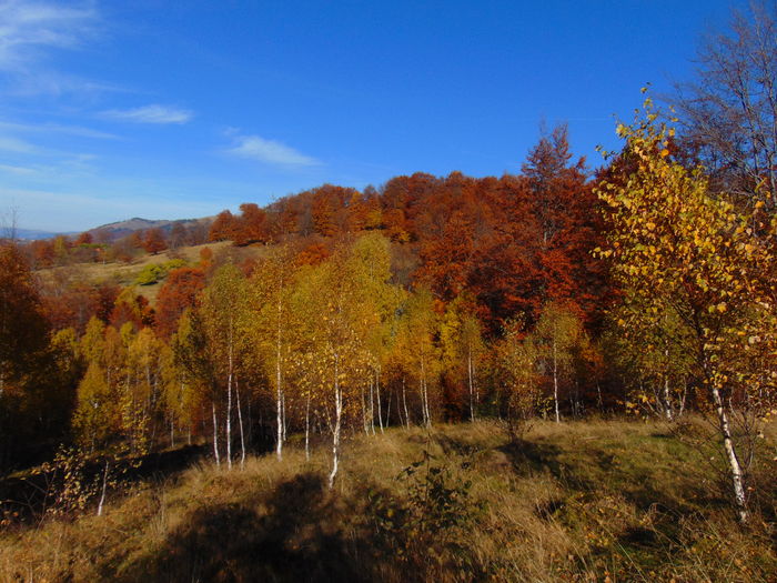 DSC01785 - Toamna 2015