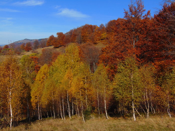 DSC01786 - Toamna 2015