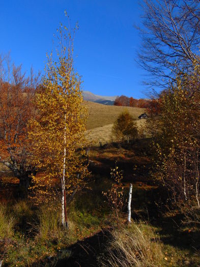 DSC01788 - Toamna 2015