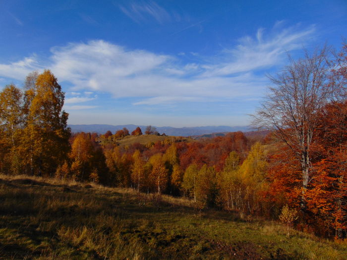 DSC01790 - Toamna 2015