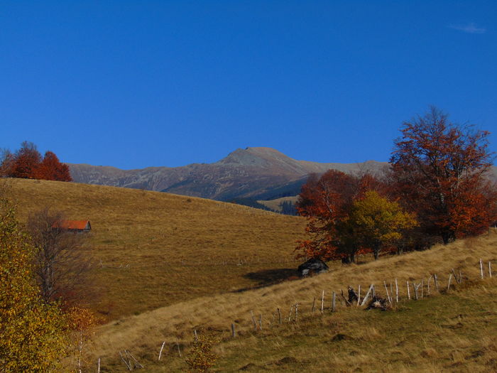 DSC01791 - Toamna 2015