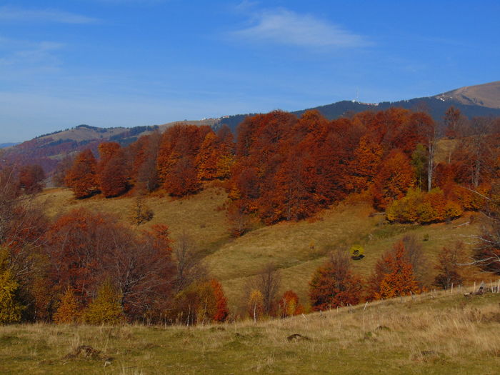 DSC01792 - Toamna 2015