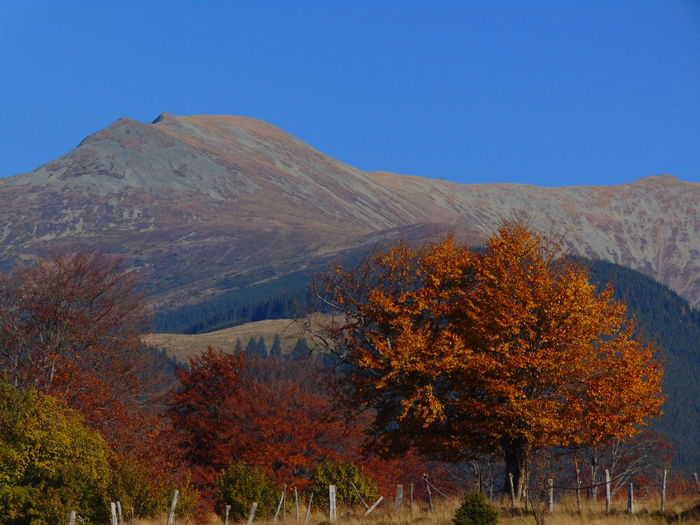 DSC01795 - Toamna 2015
