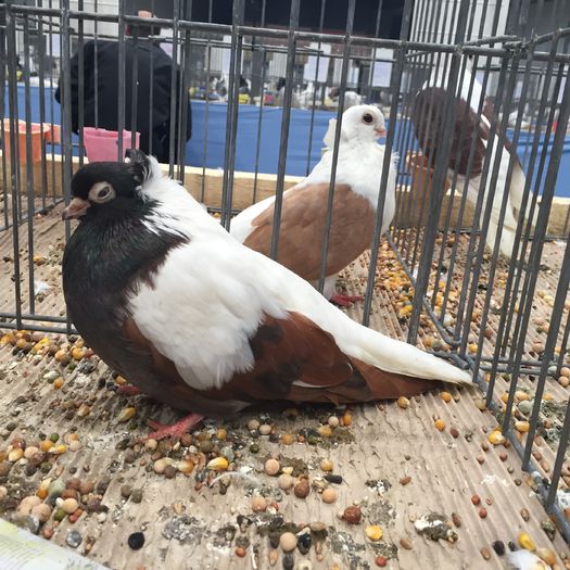 211a - 1535a rase bulgaresti