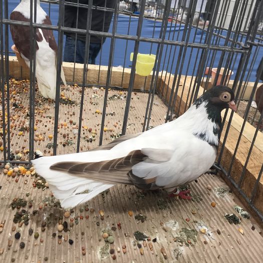 212 - 1535a rase bulgaresti