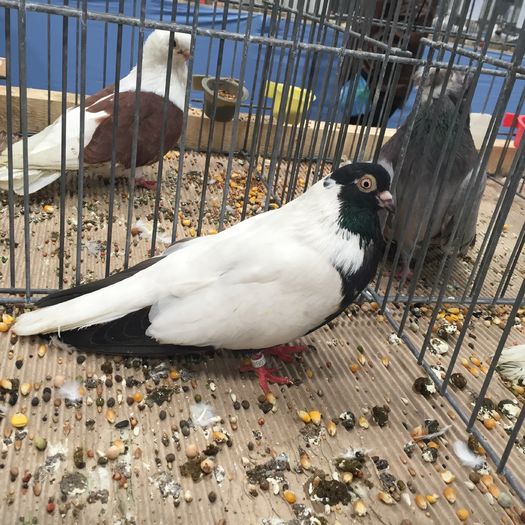 213 - 1535a rase bulgaresti