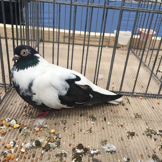 219 - 1535a rase bulgaresti