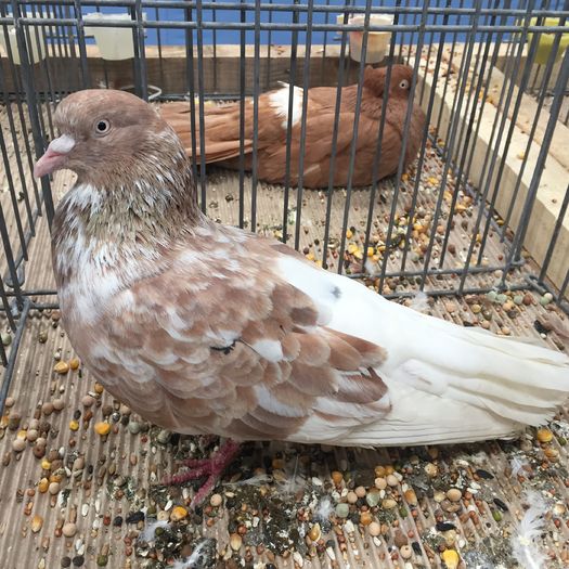 224 bombelia - 1535a rase bulgaresti