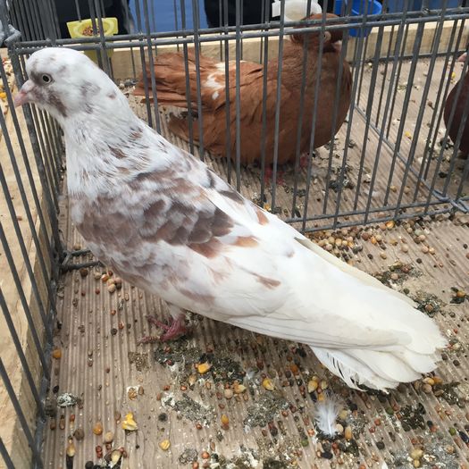 225 - 1535a rase bulgaresti