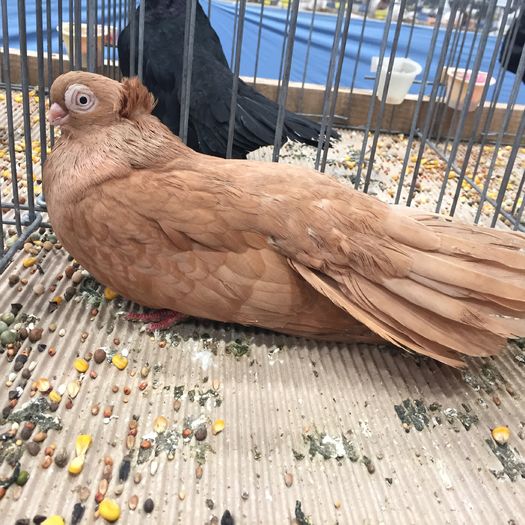 231 - 1535a rase bulgaresti