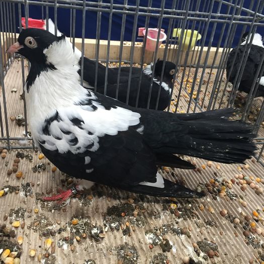 244 j haskov karabas