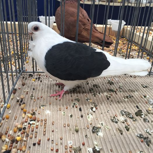 273a pescarus bulgaresc