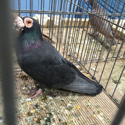 818a voiajor expo bulgar