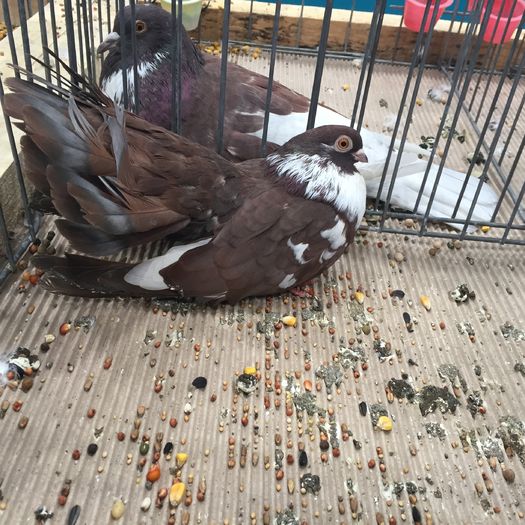 500 castania craiova