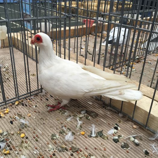 583 indian - 1535b rase straine