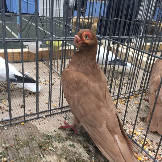 586 - 1535b rase straine