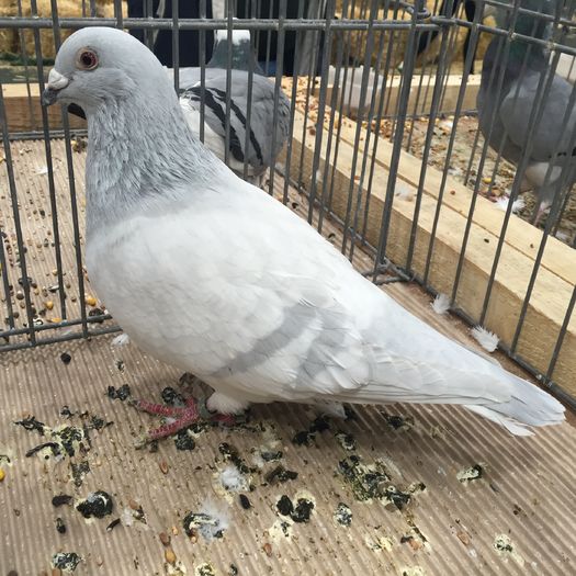 595 voiajor standard - 1535b rase straine