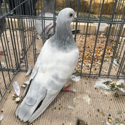 601 - 1535b rase straine