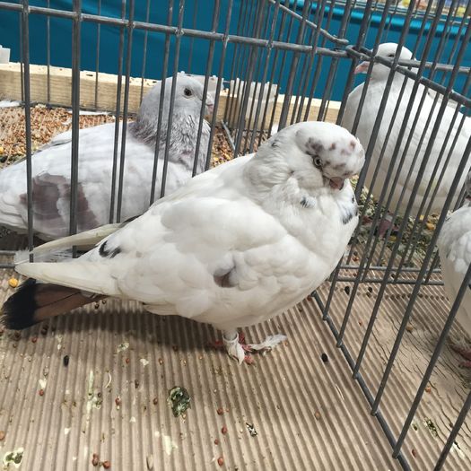 626 xxx - 1535b rase straine