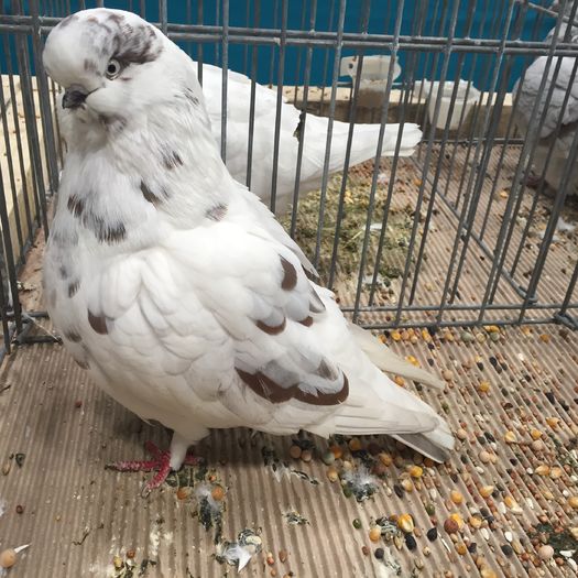 628 - 1535b rase straine