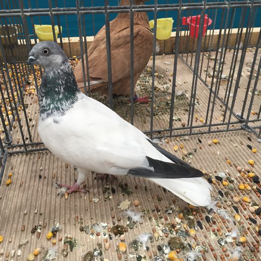 661 zb budapesta - 1535b rase straine