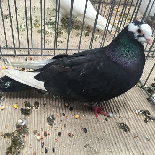 688 turman kursk - 1535b rase straine